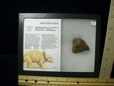 Triceratops Dinosaur Bone Fragments (102420n) - The Stones & Bones ...