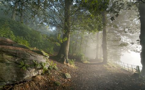 Fog Mist Nature Landscapes Trees Forest Wallpaper [1920x1200]