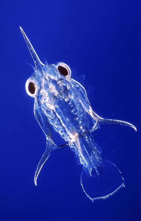 Zooplankton - The Australian Museum