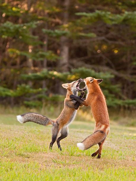 Best Foxes Playing Stock Photos, Pictures & Royalty-Free Images - iStock