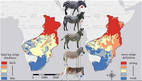 Of Zebra Stripes and Other Questions: Science and Nature at Work (II)