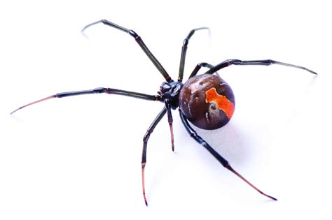 First Aid: Australian Spider Bites - head2toe First Aid