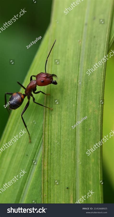 182 Polygynous Images, Stock Photos & Vectors | Shutterstock