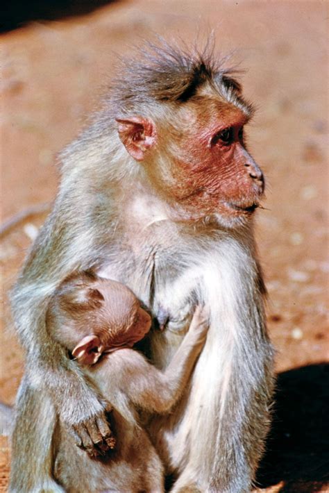 Bonnet monkey | Endangered, India, Conservation | Britannica