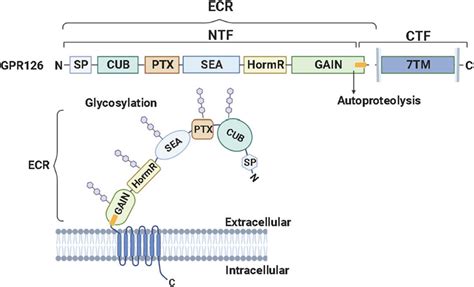 A schematic diagram of GPR126 protein structure consisting of an ...