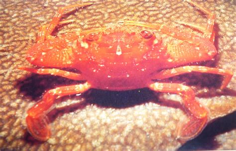 BEAUTIFUL SEA ANIMALS AND CORALS: Swimmer Crab (Charybdis)