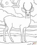 Mule Deer coloring Page  Free Printable Coloring Pages sketch template