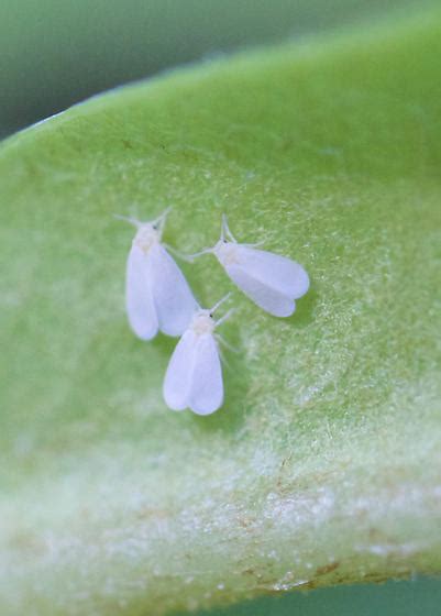 Small White Moths? - BugGuide.Net