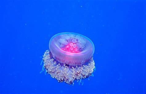 Crown jellyfish - Alchetron, The Free Social Encyclopedia