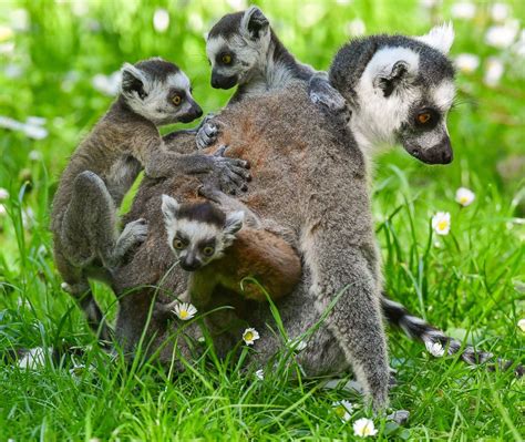 Baby Lemurs Get a Ride From Mom Picture | Cutest baby animals from around the world - ABC News