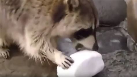 A Raccoon And His Cotton Candy - Funny Animal Video