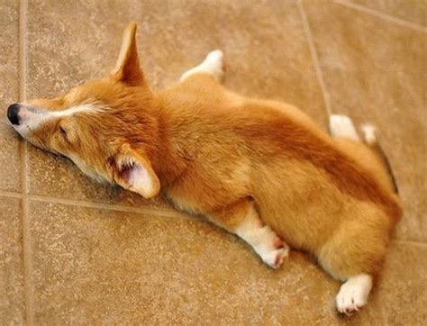 Sleeping Corgi variant! | Tired puppy, Corgi