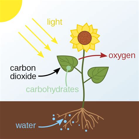 PHOTOSYNTHESIS | REACTION | PROCESS | IMPORTANCE