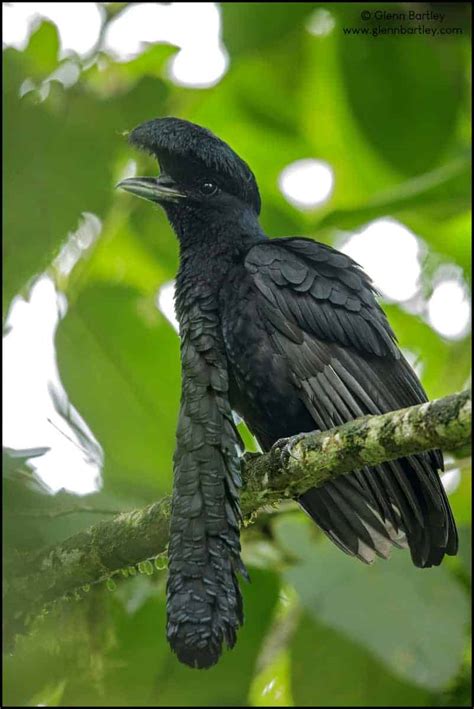 Long-wattled Umbrellabird | Focusing on Wildlife