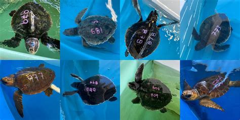 Cold-Stunned Kemp's Ridley and Loggerhead Sea Turtles From New England - Clearwater Marine Aquarium