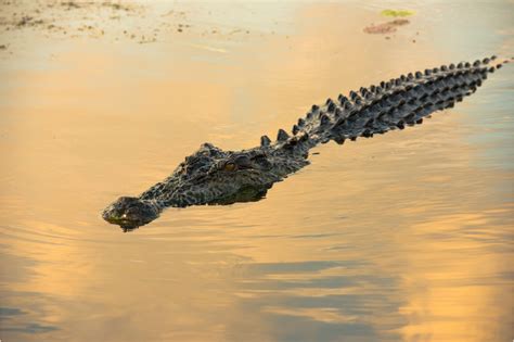 Saltwater crocodile guide: diet and where they live in the wild | Saltwater crocodile ...