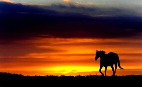 Horses In The Sunset | Wallpapers Gallery