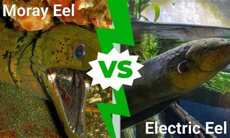 Electric Eel vs Moray Eel - A-Z Animals