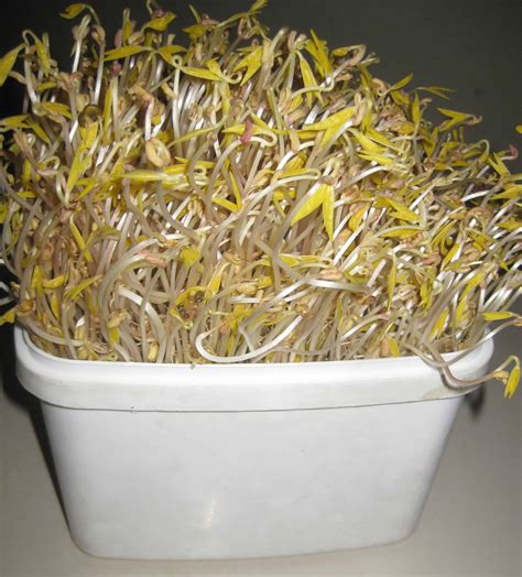 Lots of bean sprouts grown by my readers! - Maangchi’s blog