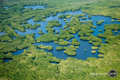 The Mangroves of Mexico – By Numbers. – National Geographic Blog