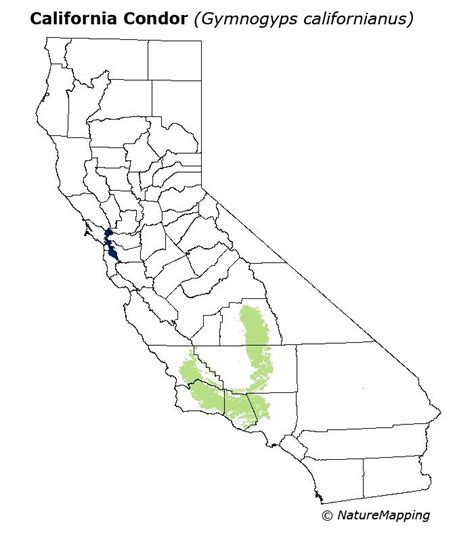 California Distribution Map - California Condor (Gymnogyps californianus)