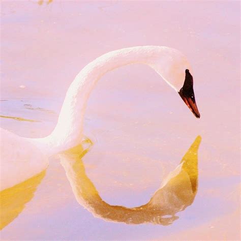 Pink Swan Photograph by Nancy Henley - Fine Art America