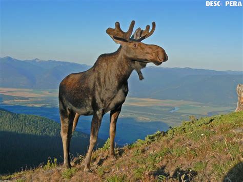 MOOSE! | Animals, Photo, Altai