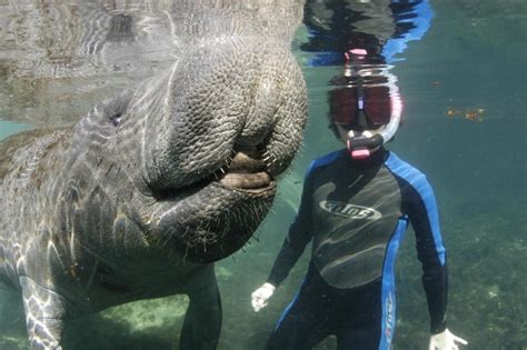 Snorkeling with Manatees in the Crystal River | CFLAS