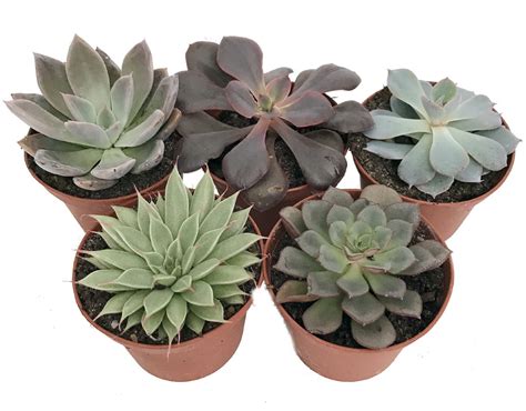 5 Different Desert Rose Succulent Plants - Echeveria - Easy to grow - 3" Pots - Walmart.com ...