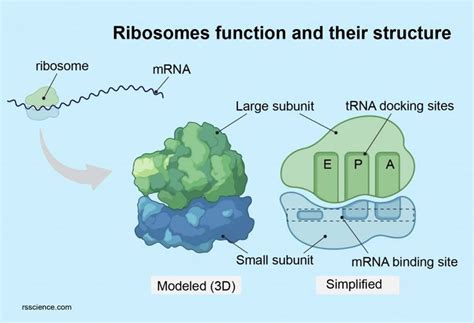 Ribosome - protein factory - definition, function, structure and biology | Biology, Cell biology ...