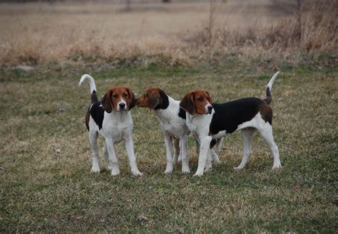 Treeing Walker Coonhound Puppies For Sale - AKC PuppyFinder