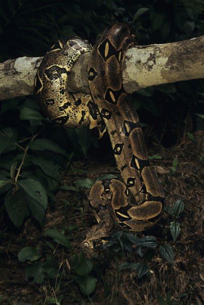 Adaptations of the Colombian Red Tailed Boa Constrictor | Animals - mom.me