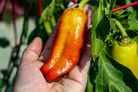 All About the Colorful Cubanelle Pepper - Minneopa Orchards