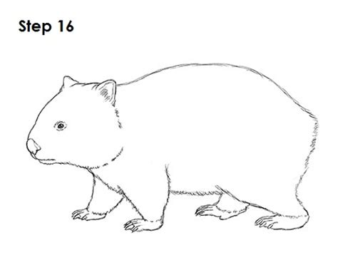 How to Draw a Wombat