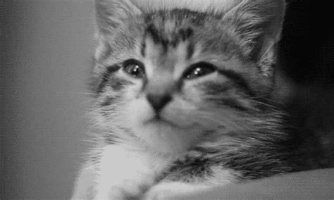 Cat Kitten GIF - Find & Share on GIPHY