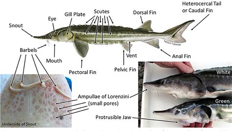 Living Fossils: Sturgeon of the San Francisco Estuary · Frontiers for Young Minds