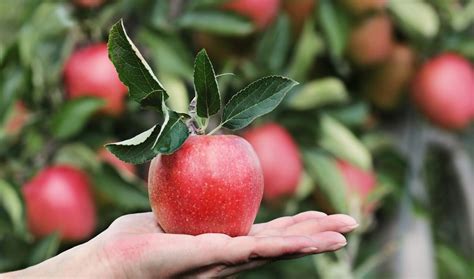 Pear Vs Apple - Two Fruit Favorites - Diffen Food