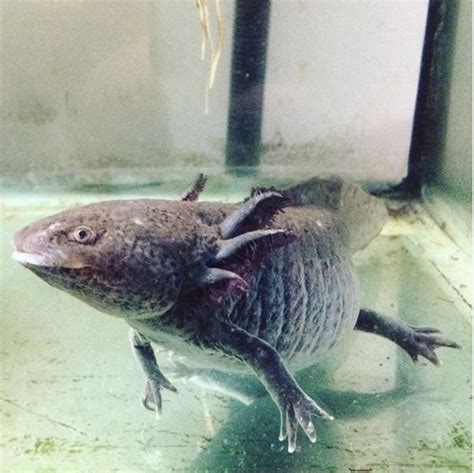 Axolotl Genetics, Part 1: Color Pigments – Water Critters | Axolotl, Melanism, Genetics