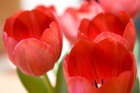 Tulips-2 | Tulips in a vase | Jonny White | Flickr