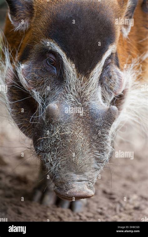 Red River Hog (Potamochoerus porcus). Male or boar. Distribution; across West and Central Africa ...