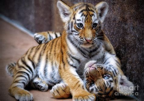 Amur Tiger Cubs Photograph by Elizabeth Winter - Fine Art America