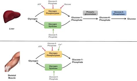 Glycogenolysis definition, glycogenolysis steps & pathway