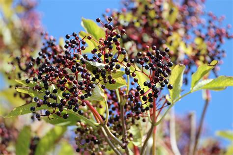 Elderberry Syrup Stops Cold & Flu Symptoms Within 48 Hours! • COOL THINGS I LOVE