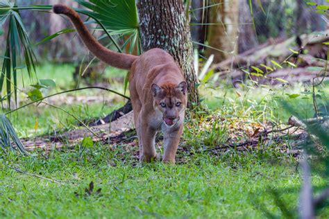 Animals in the Everglades You Shouldn't Miss by Holiday Genie