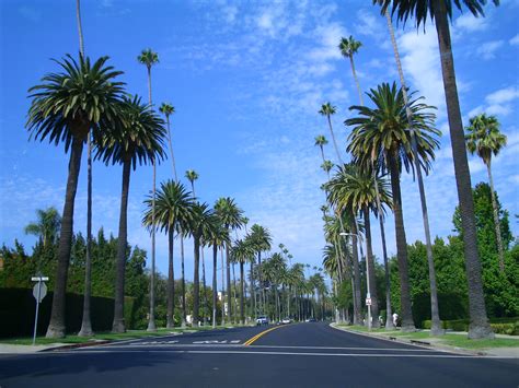 California Palm Trees Wallpaper - WallpaperSafari