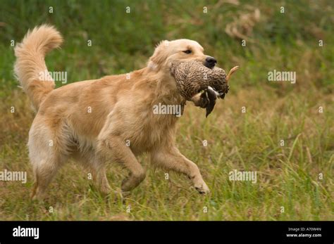 55+ Golden Retriever Duck Hunting - l2sanpiero