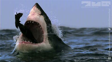 Great White Sharks Eating Seals