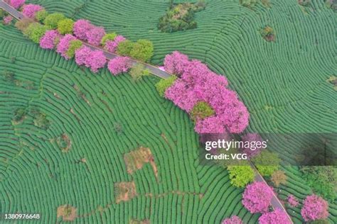 Longyan Photos and Premium High Res Pictures - Getty Images