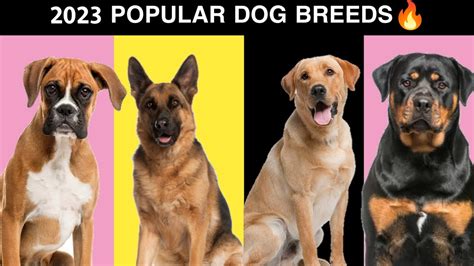 7 Most Popular Dog Breeds Of 2023 🔥 - YouTube