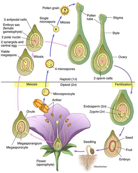 Angiosperm Structure & Life Cycle photo | Biology plants, Flower life cycle, Botany